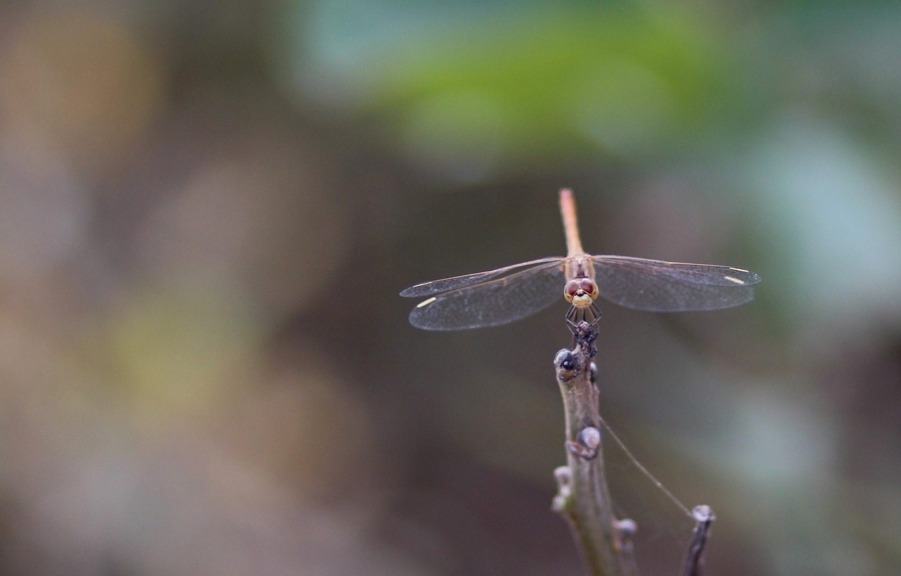 dragonfly insecta wings free photo