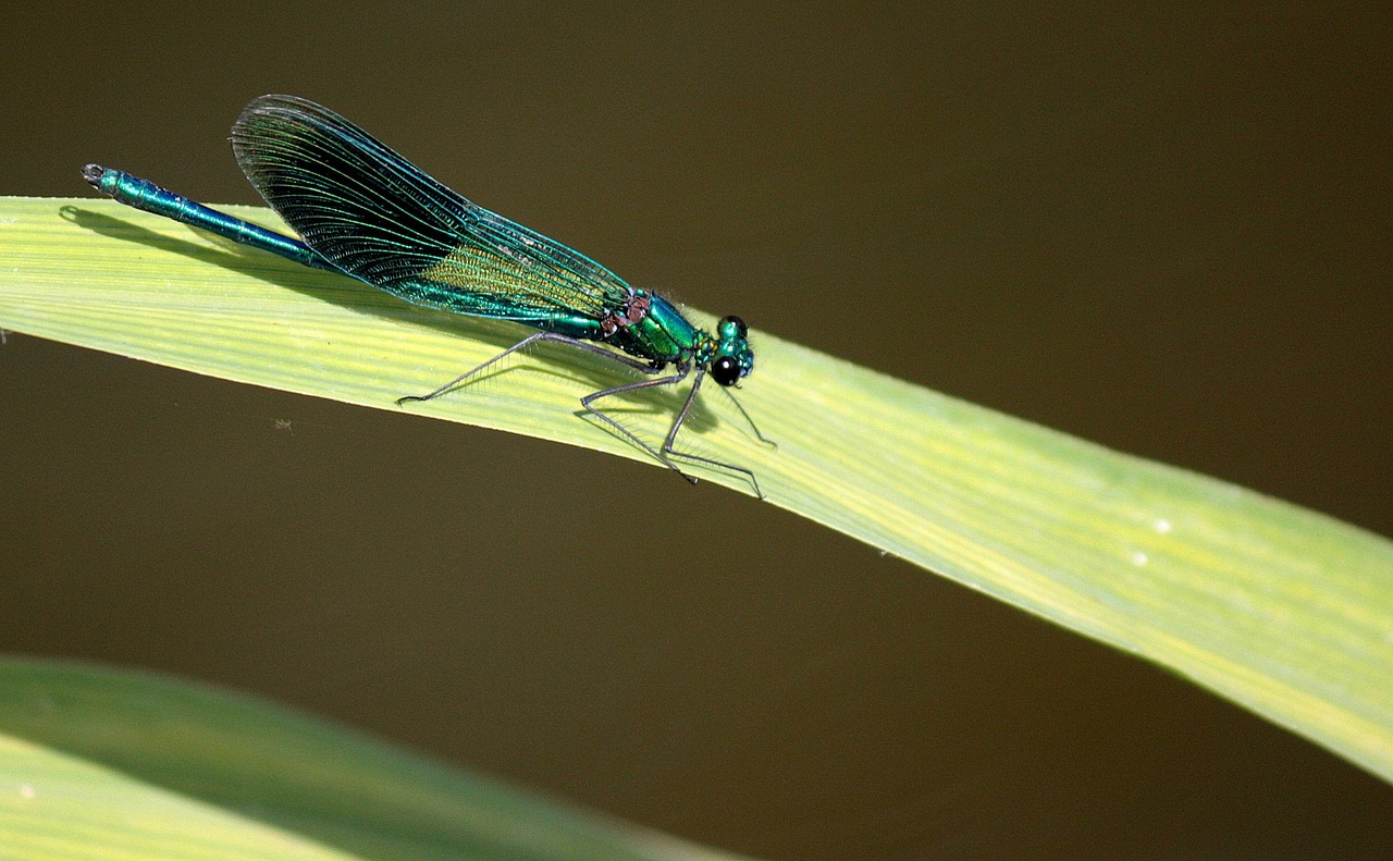 dragonfly leaf insect free photo