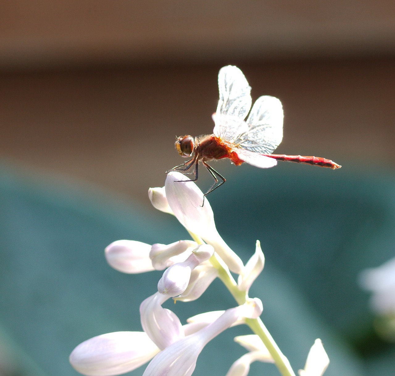 dragonfly sympetrum vicinum meadowhawk free photo