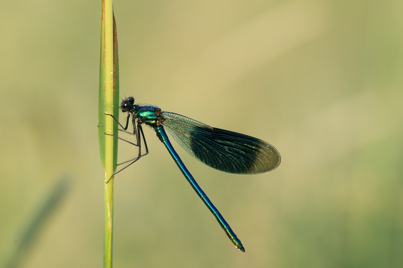 dragonfly insect wing free photo