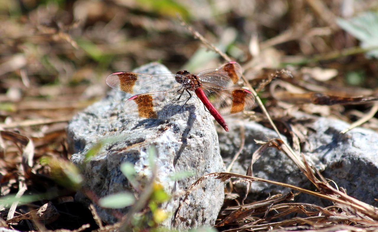 dragonfly red dragonfly stone free photo