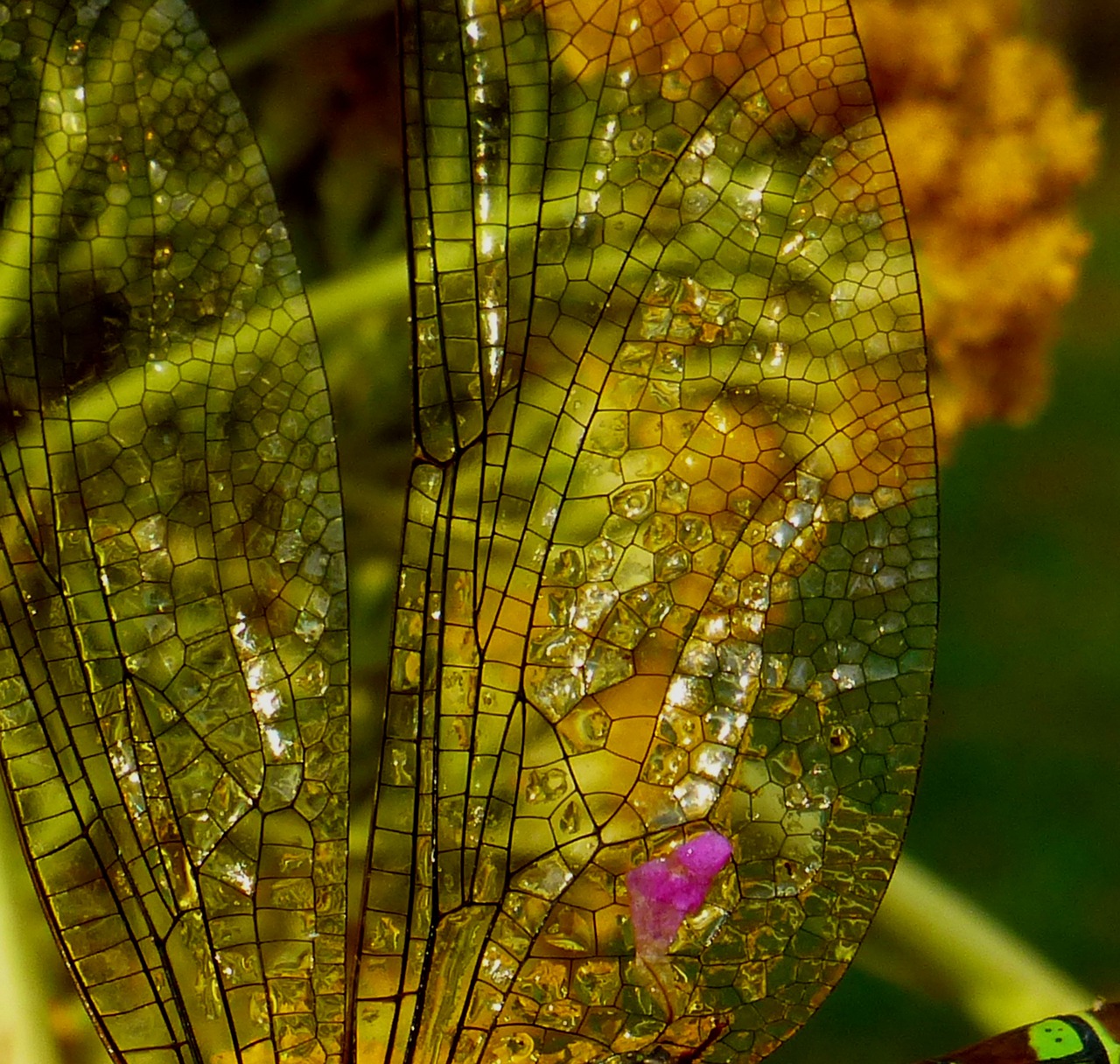 dragonfly dragonfly wing close free photo