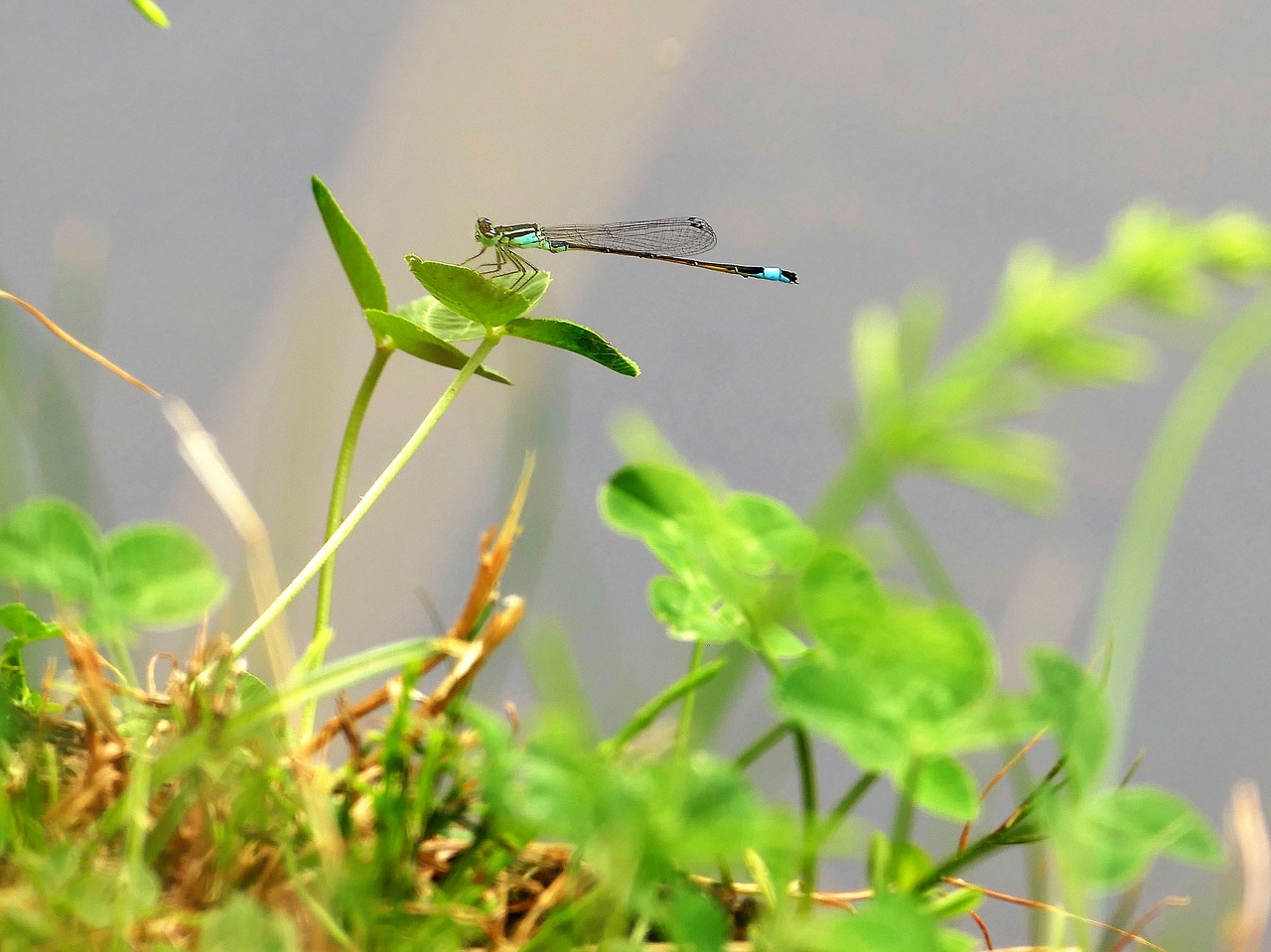 dragonfly nature animal free photo