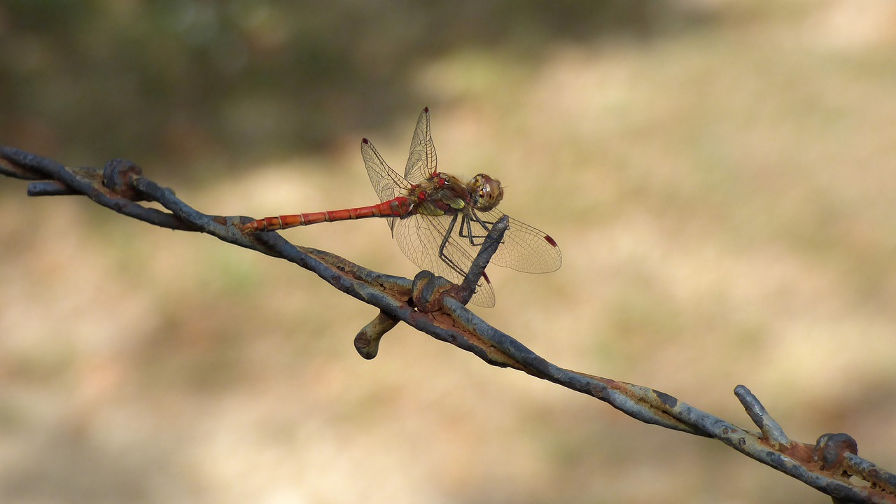 dragonfly insect barbed wire free photo