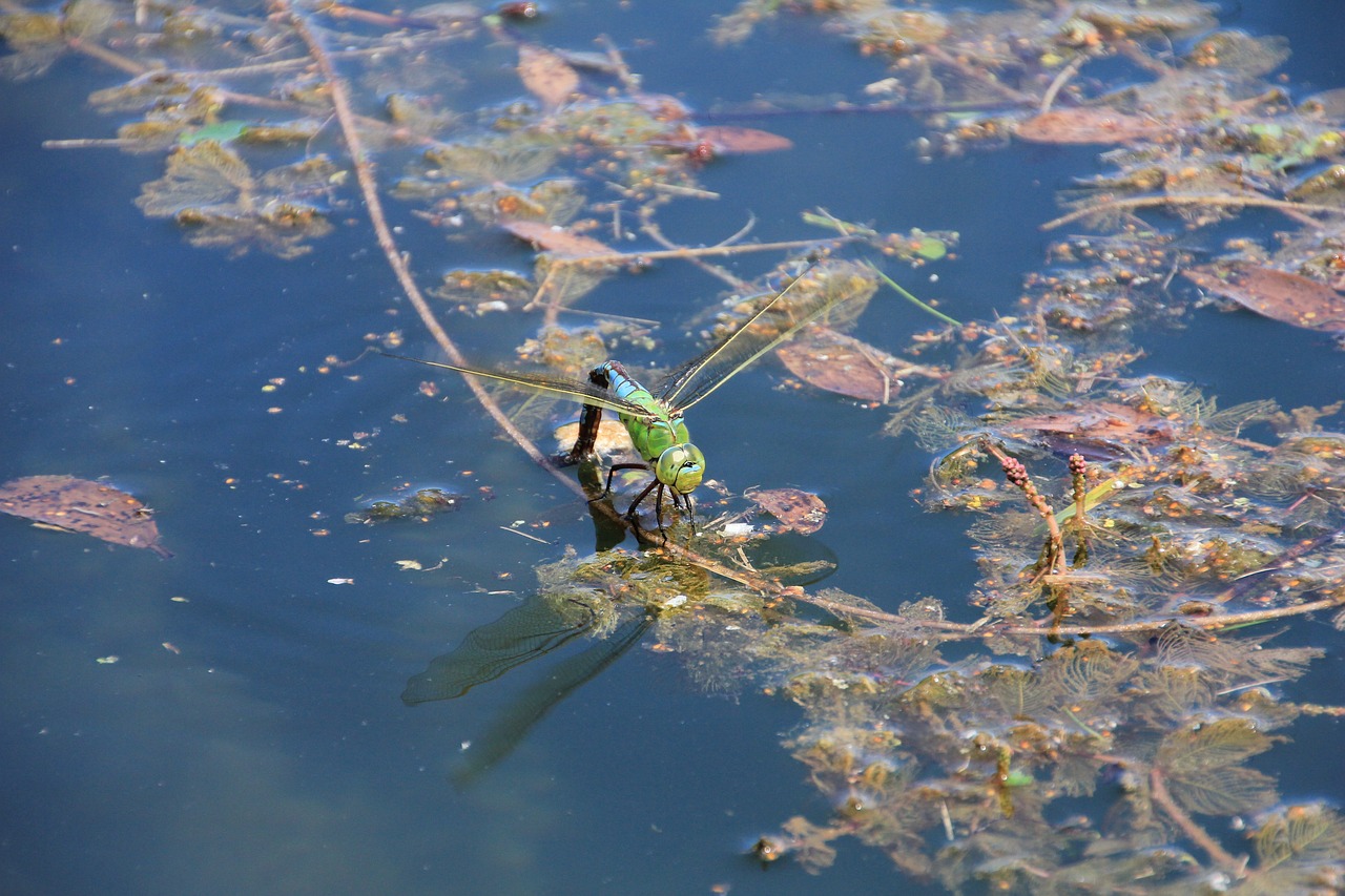 dragonfly water insect free photo