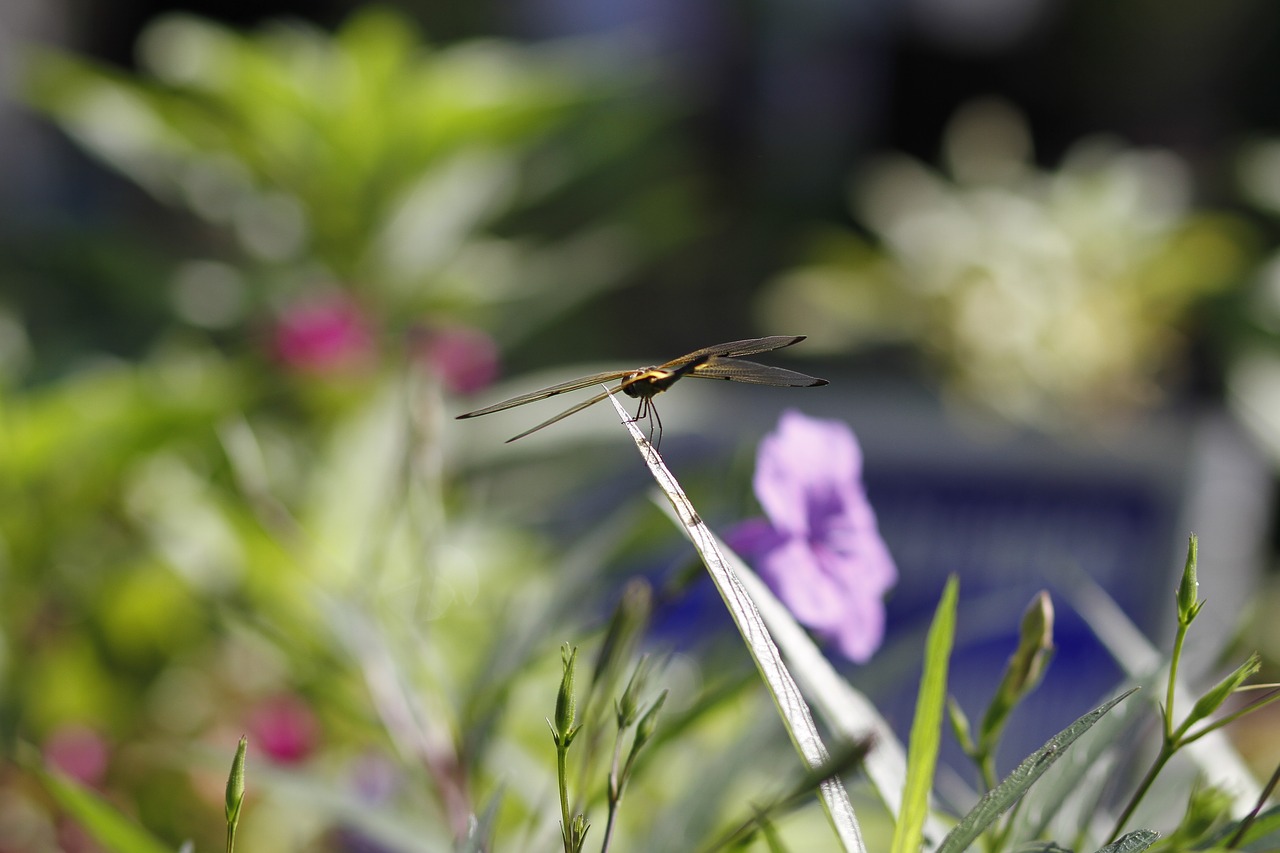 dragonfly flower garden free photo