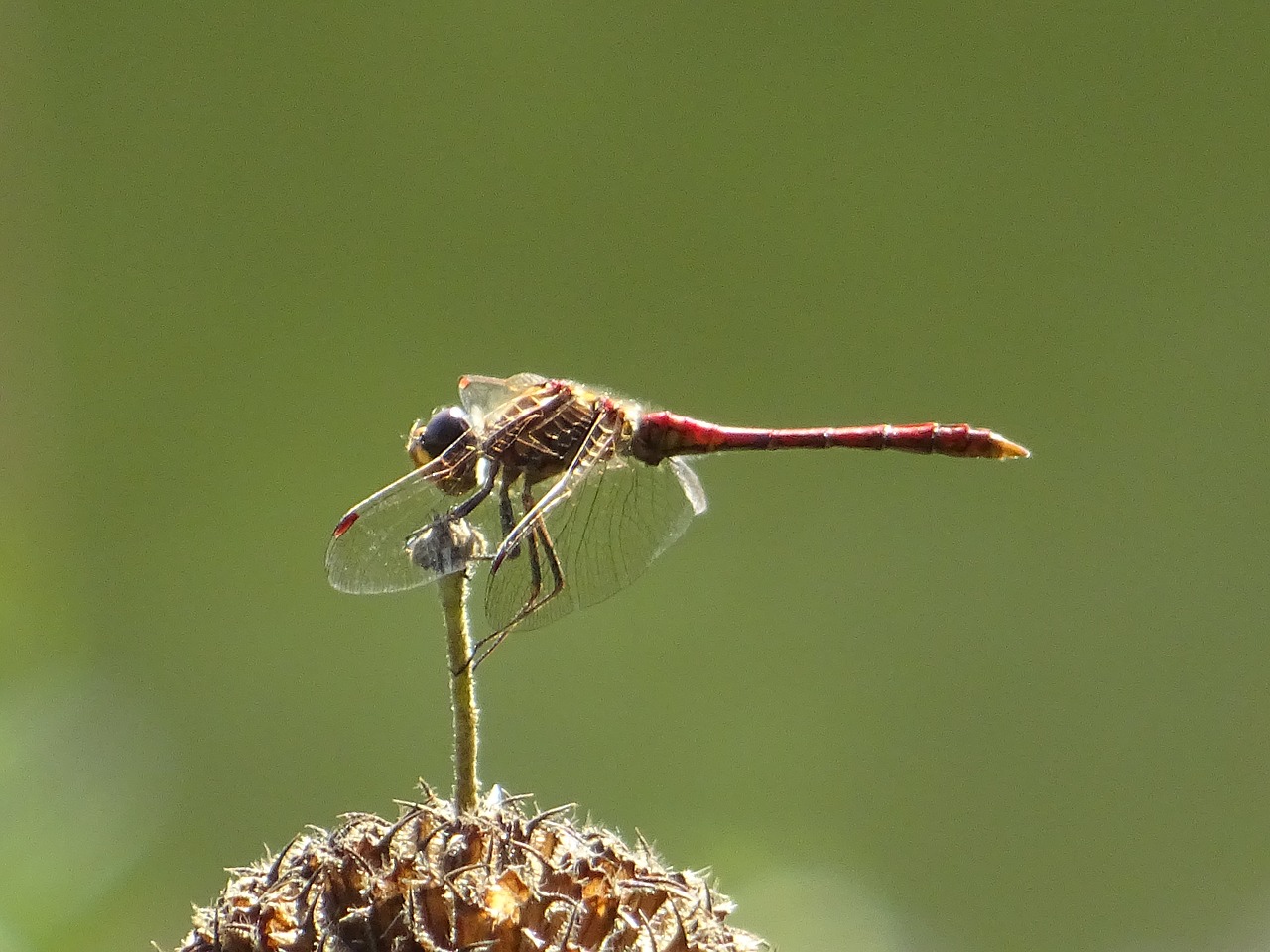 dragonfly nature flower free photo