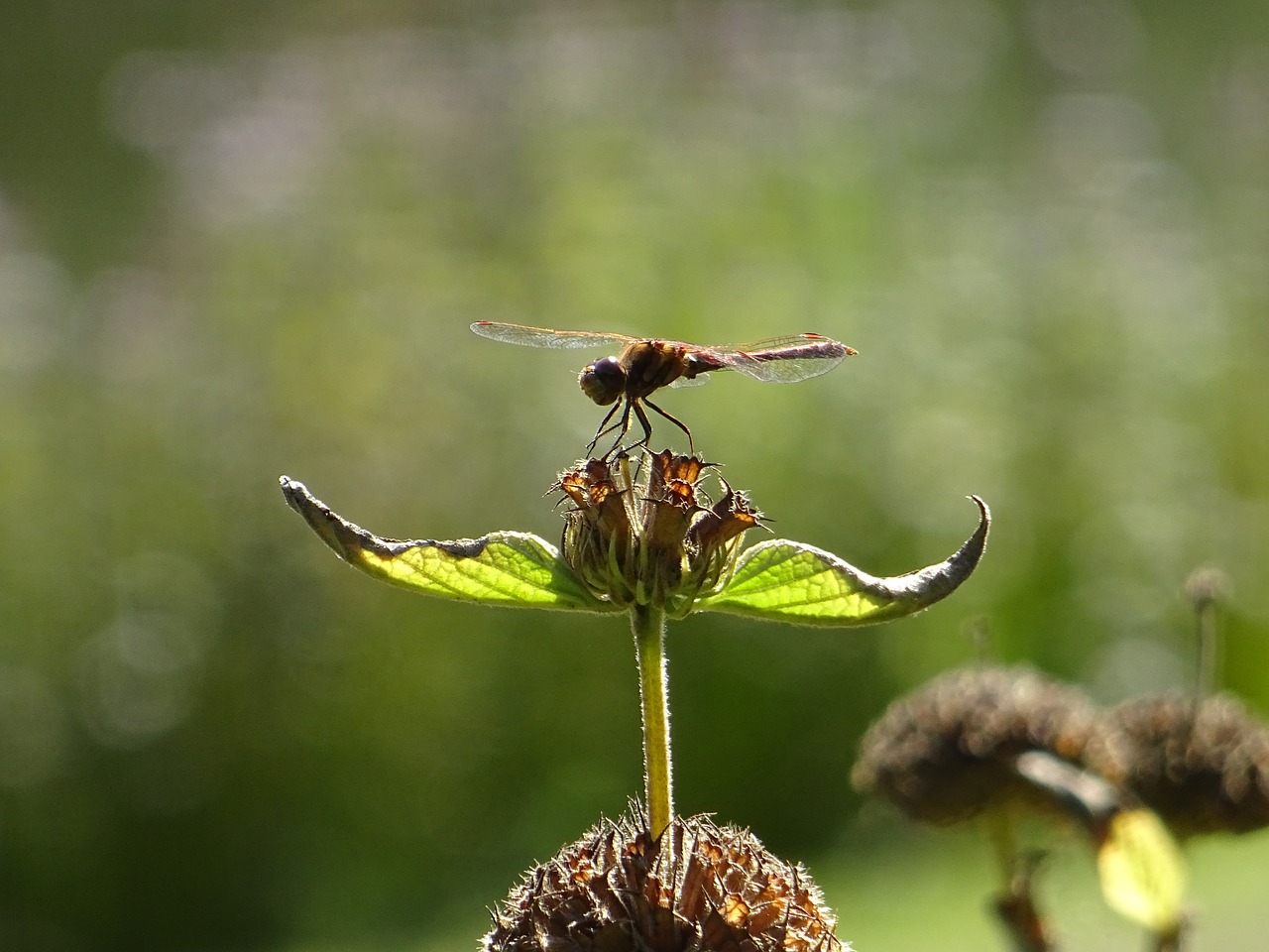 dragonfly plant nature free photo