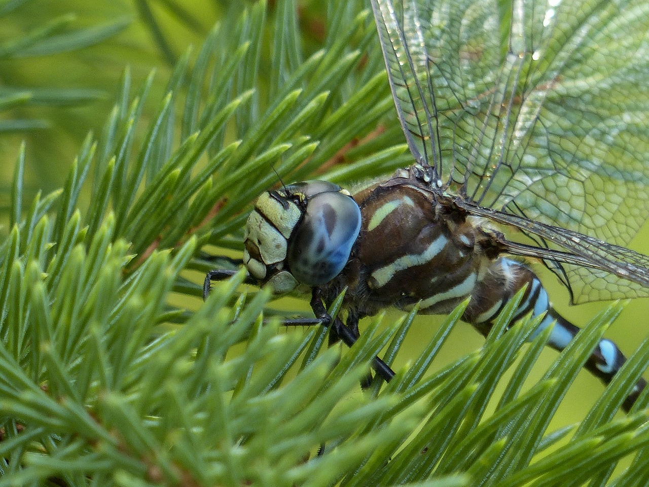 dragonfly blue black free photo