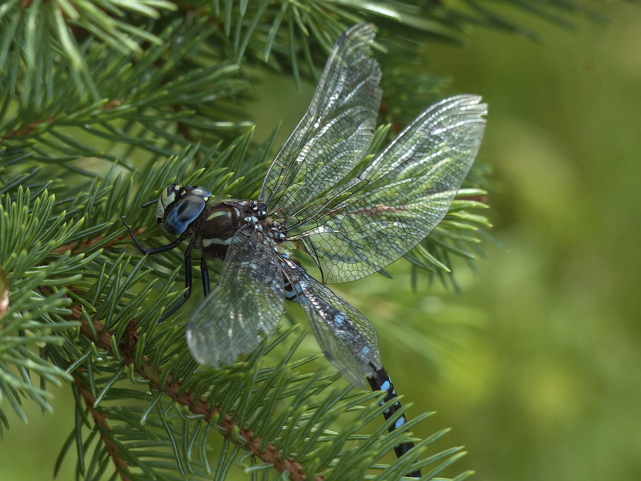 dragonfly blue black free photo