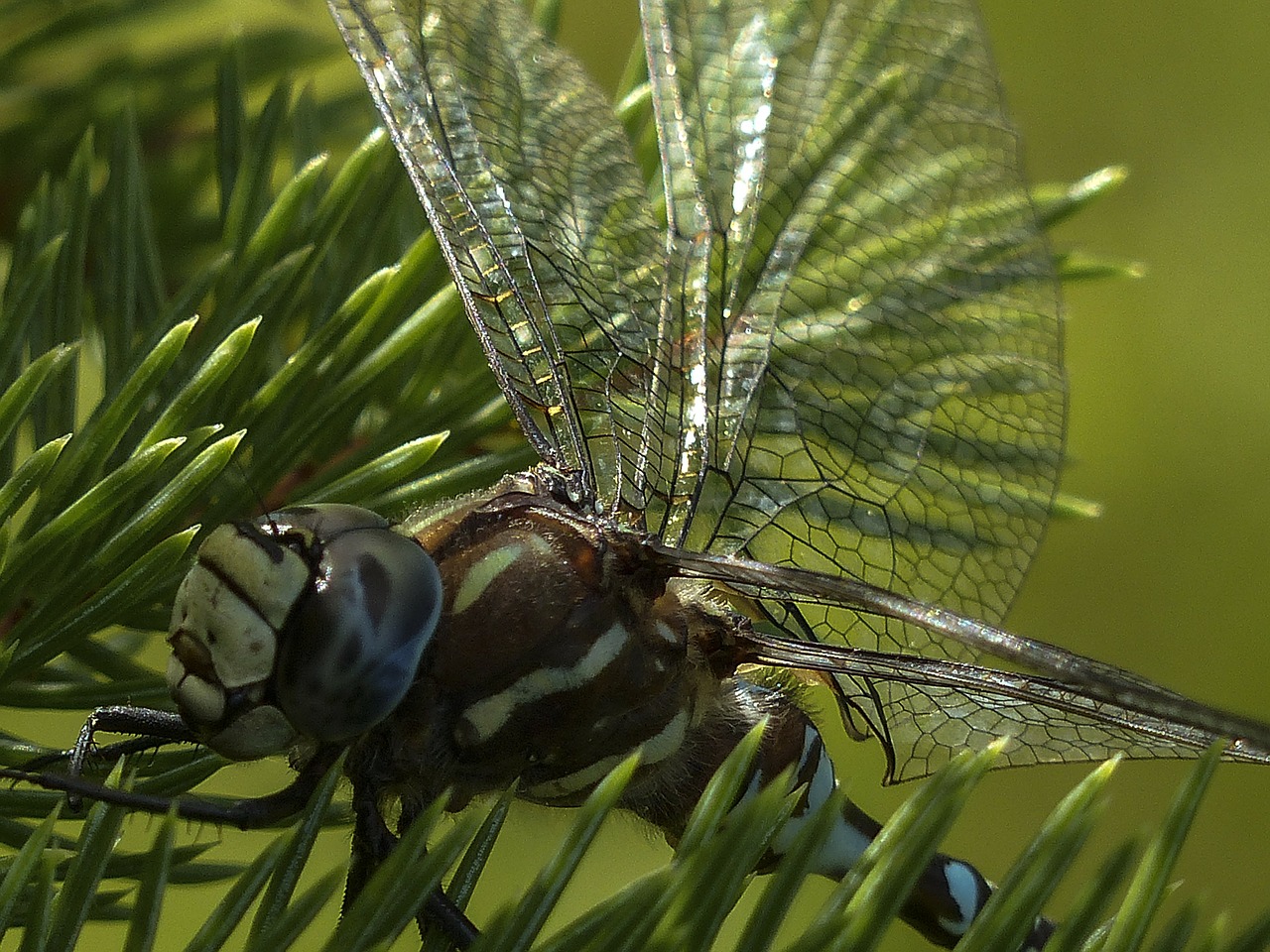 dragonfly blue black free photo