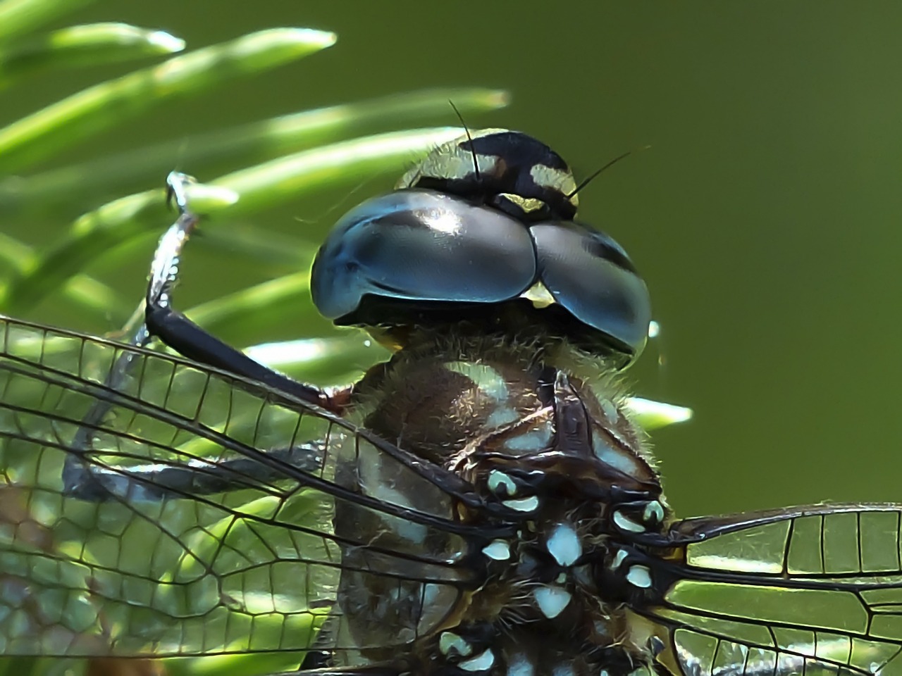 dragonfly blue black free photo