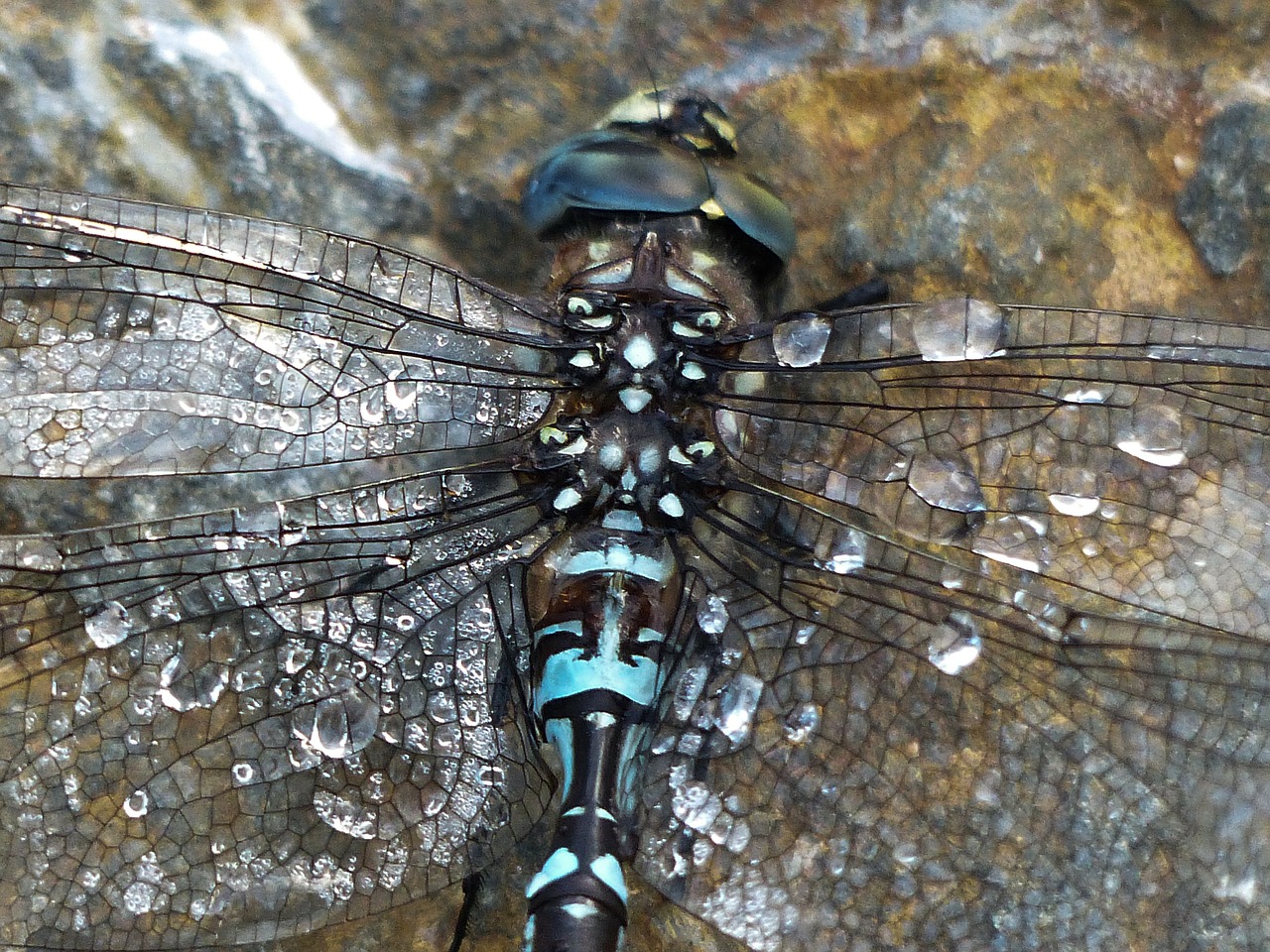 dragonfly blue black free photo