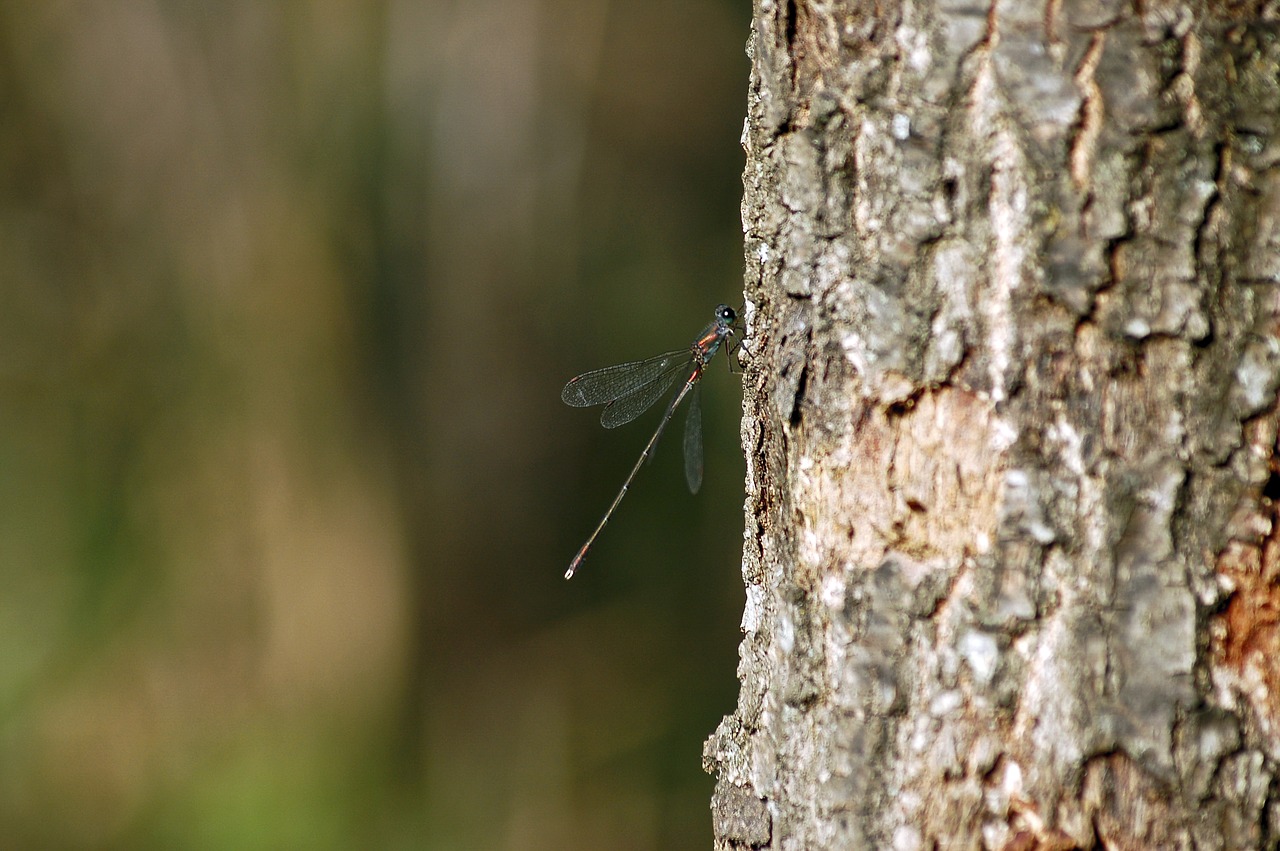 dragonfly insect wildlife free photo