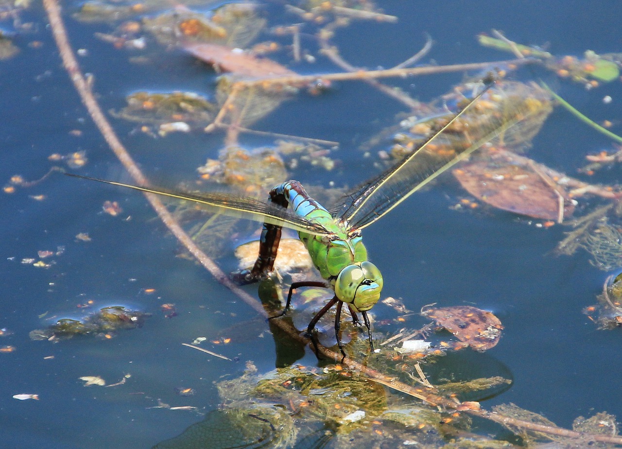 dragonfly water pond free photo