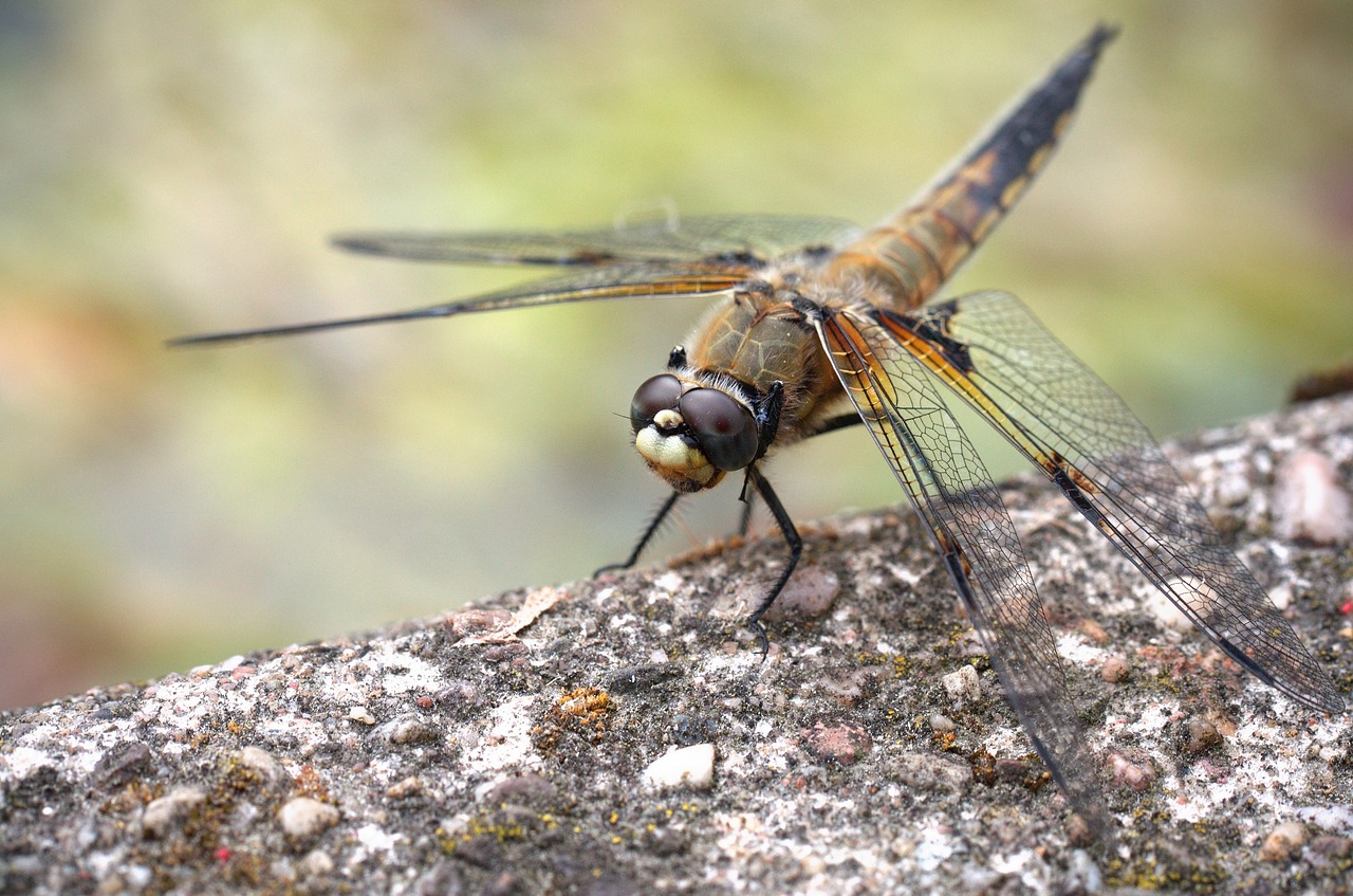 dragonfly insect close free photo