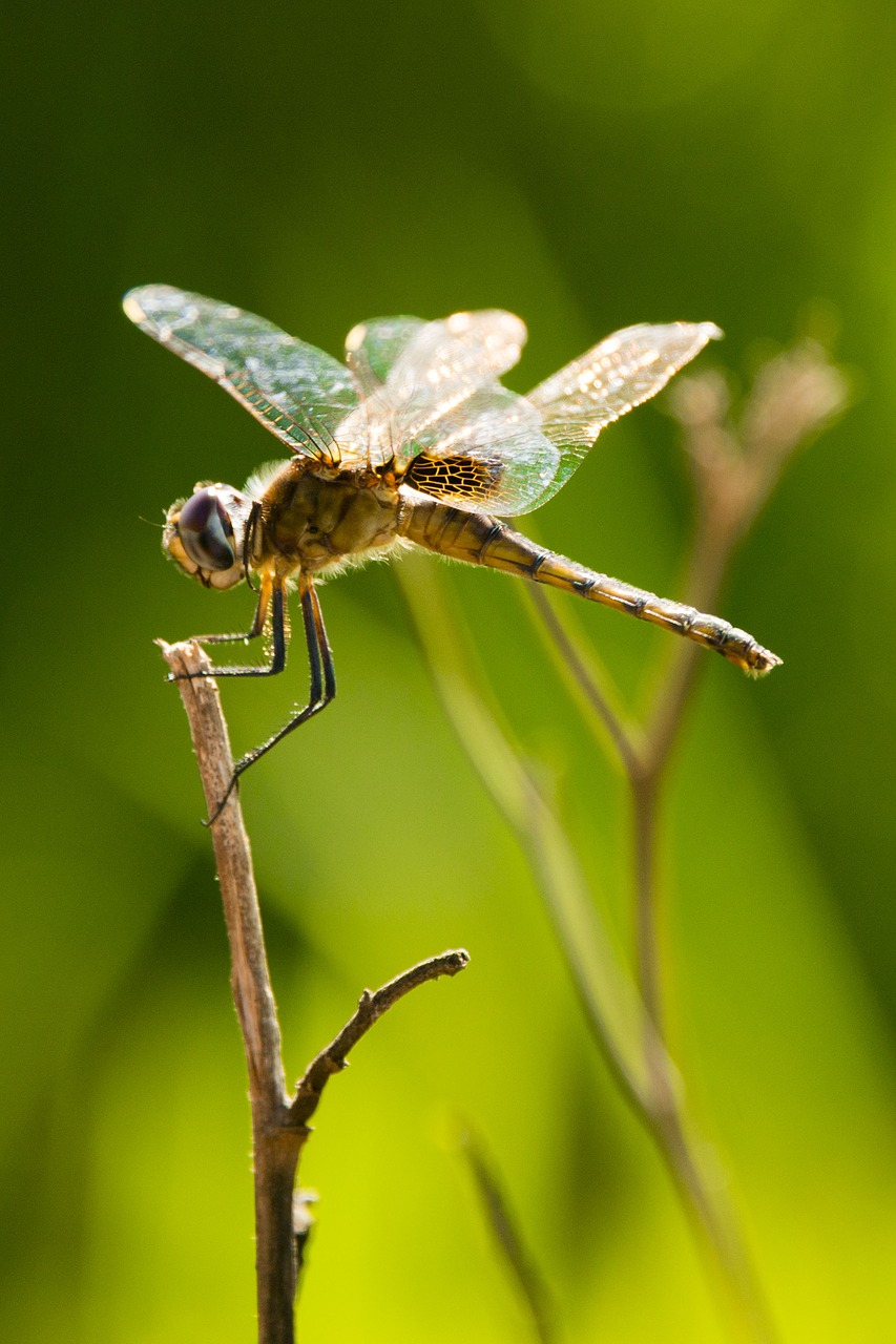 dragonfly insect wings free photo