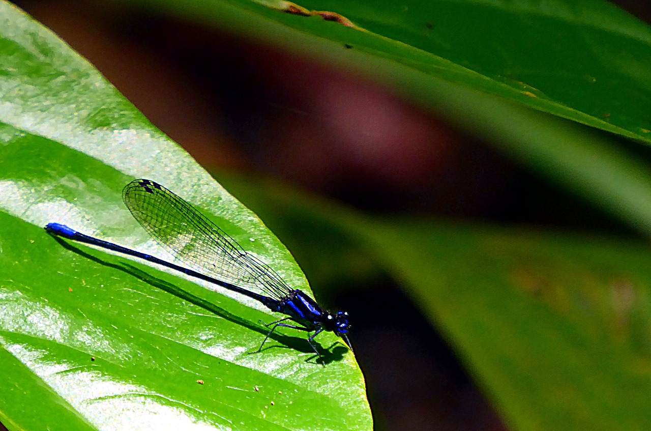 dragonfly insects odonata free photo