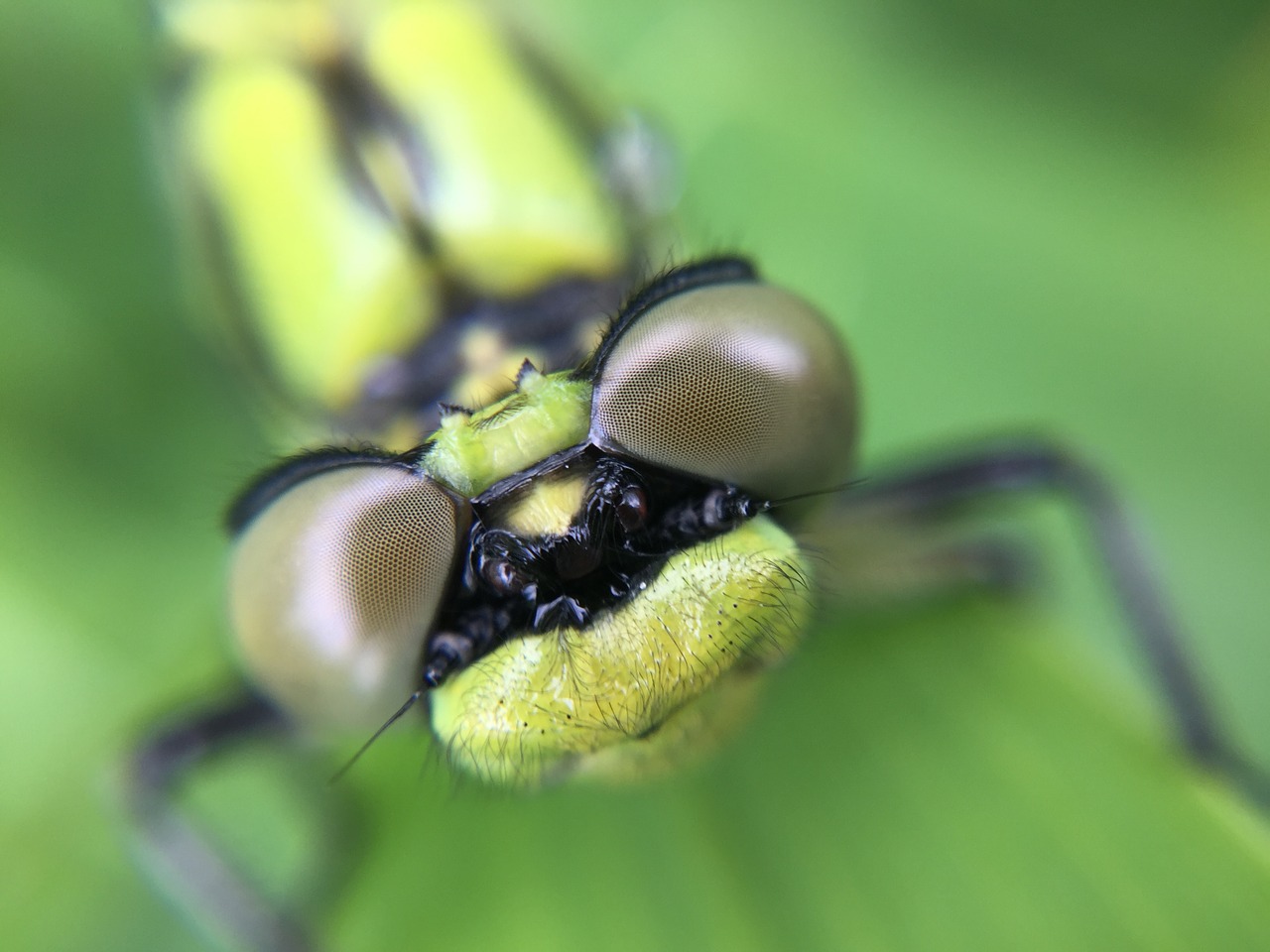 dragonfly dragon macro free photo