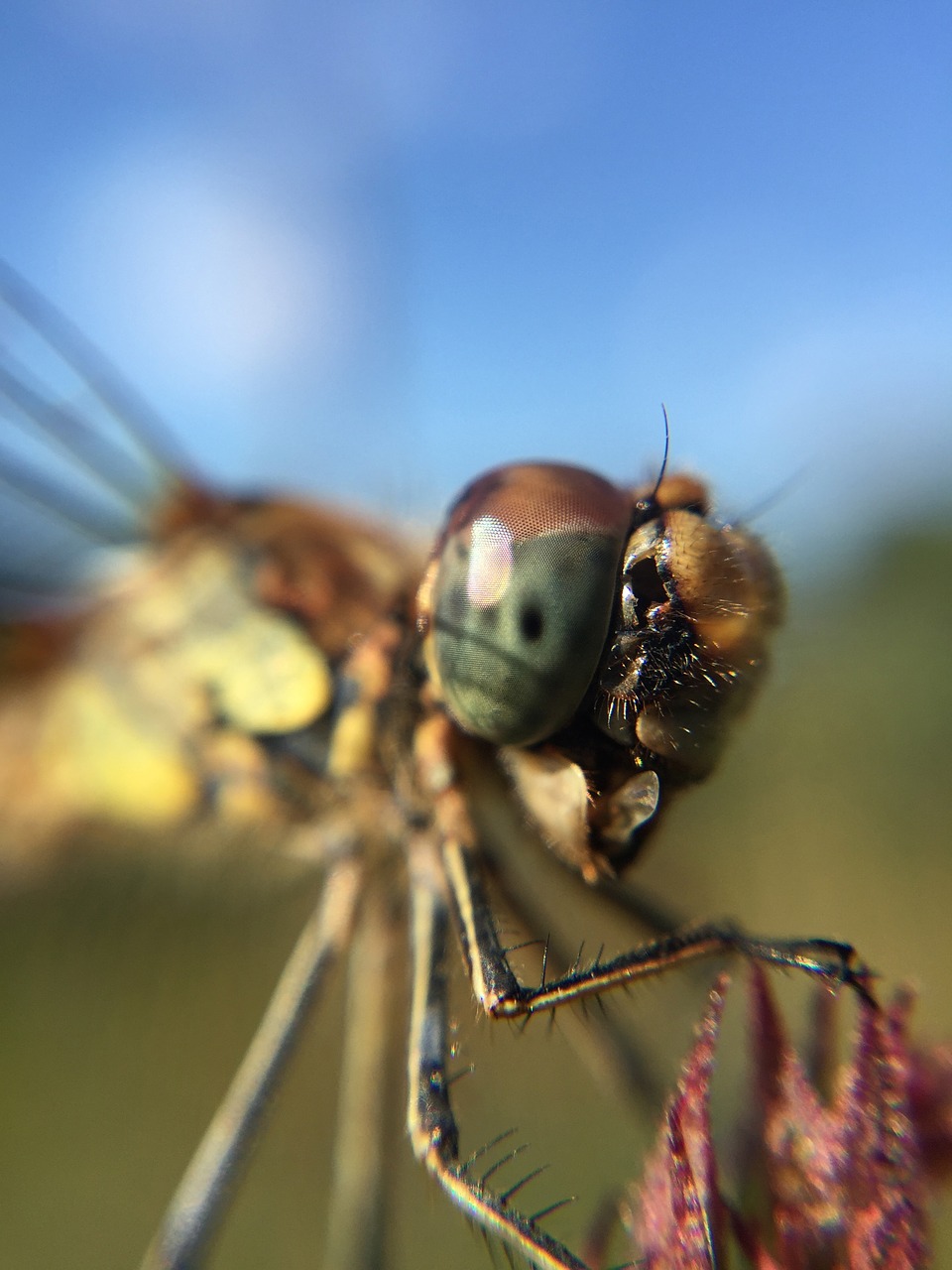 dragonfly damselfly macro free photo