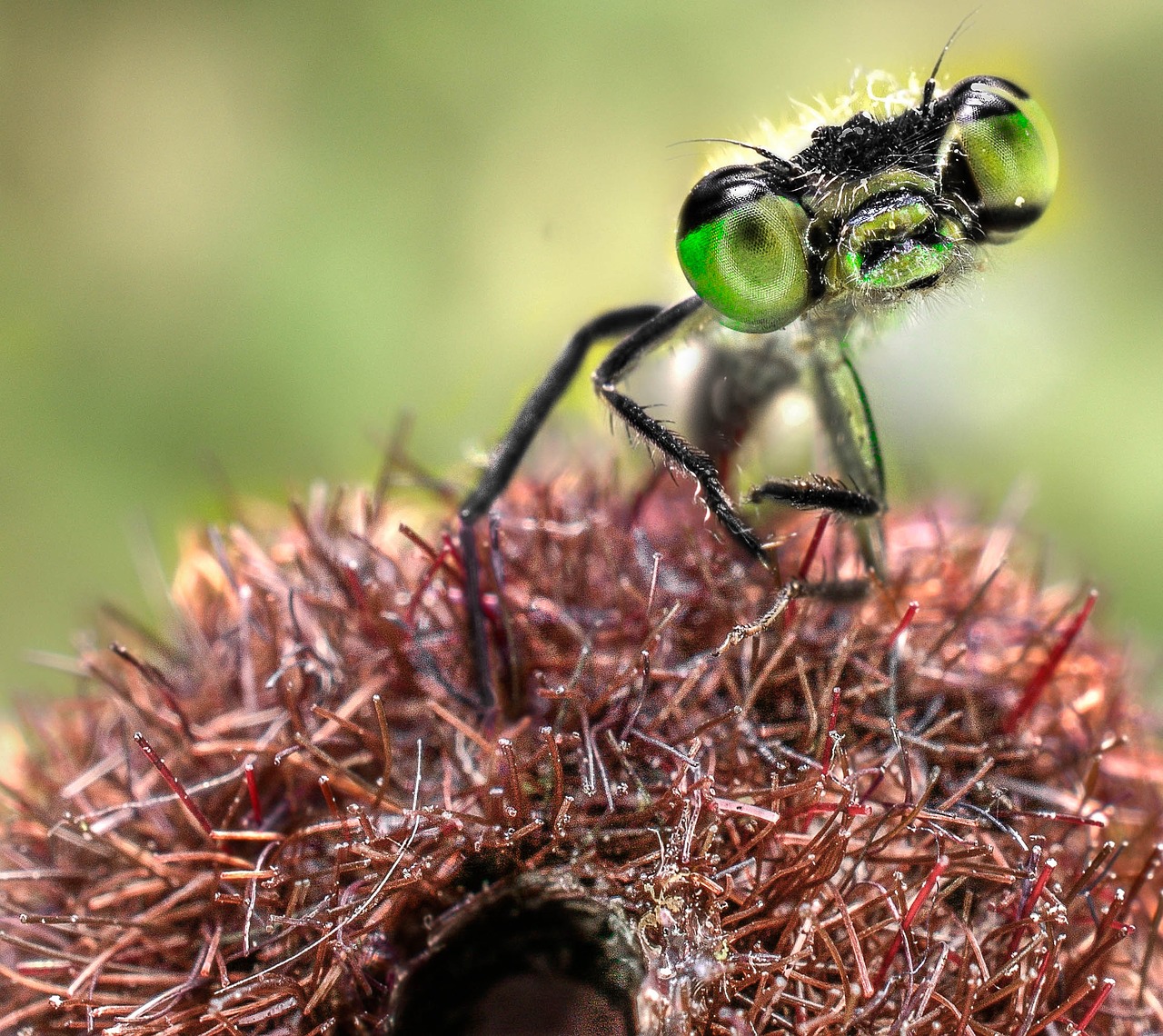 dragonfly green insect free photo