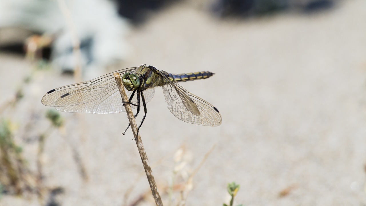 dragonfly nature close free photo