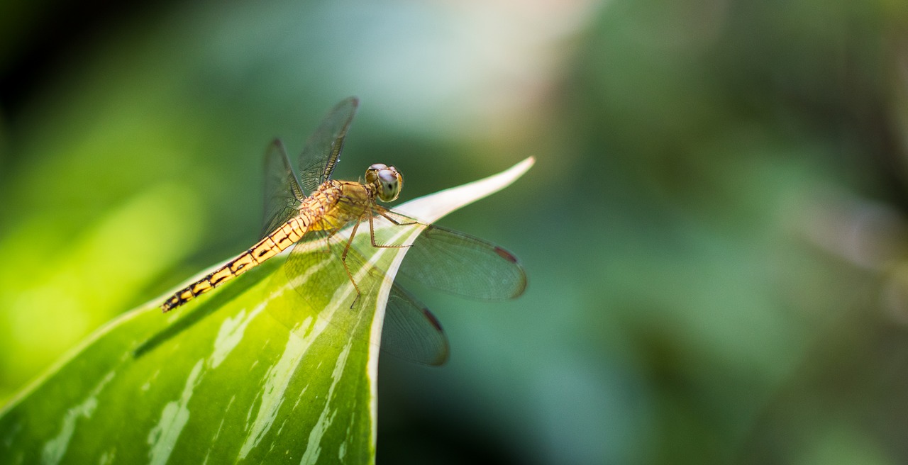 dragonfly buds close-up free photo