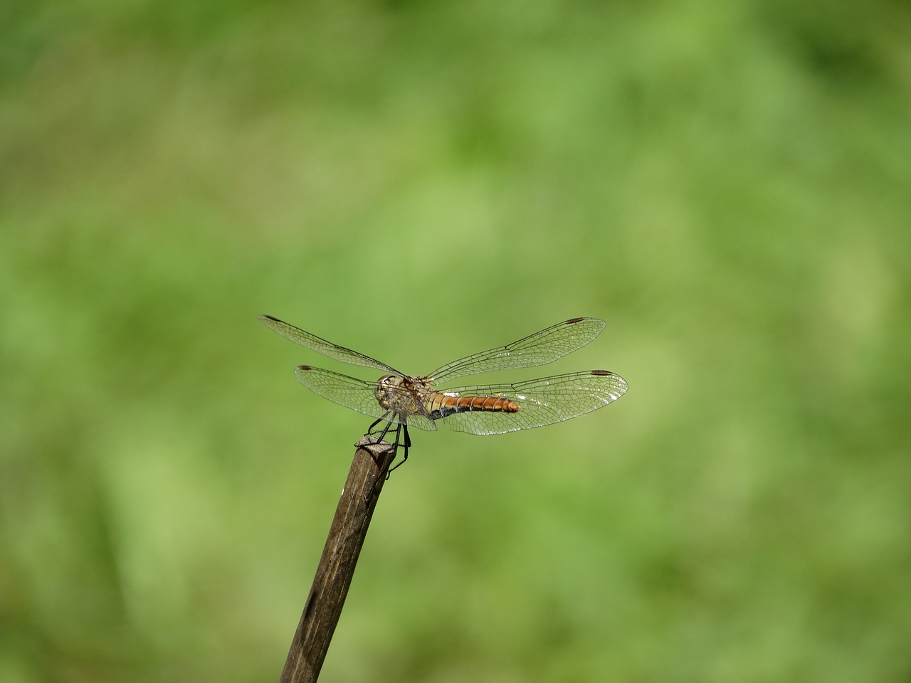 dragonfly stick flight free photo