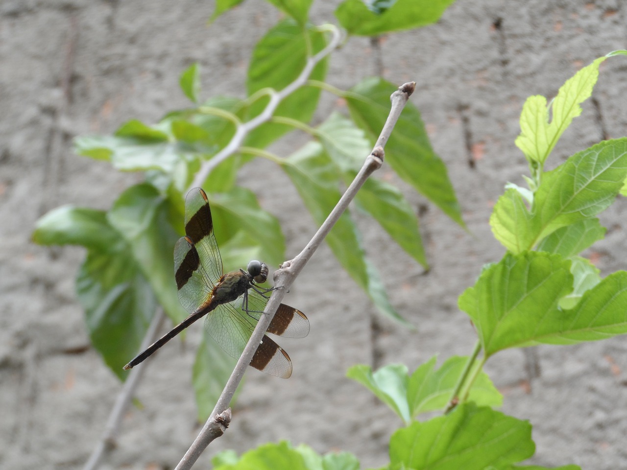 dragonfly libelula insect free photo