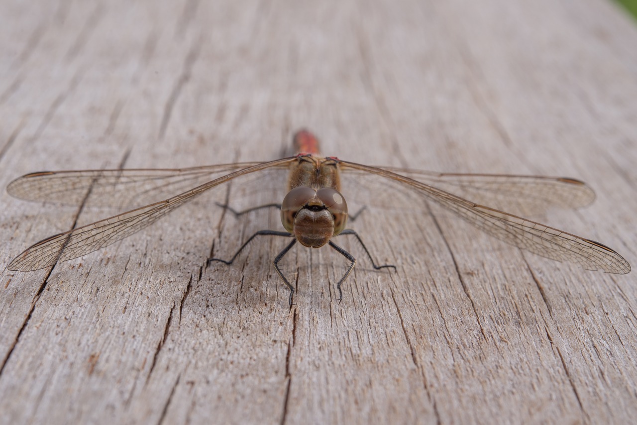 dragonfly insect green free photo