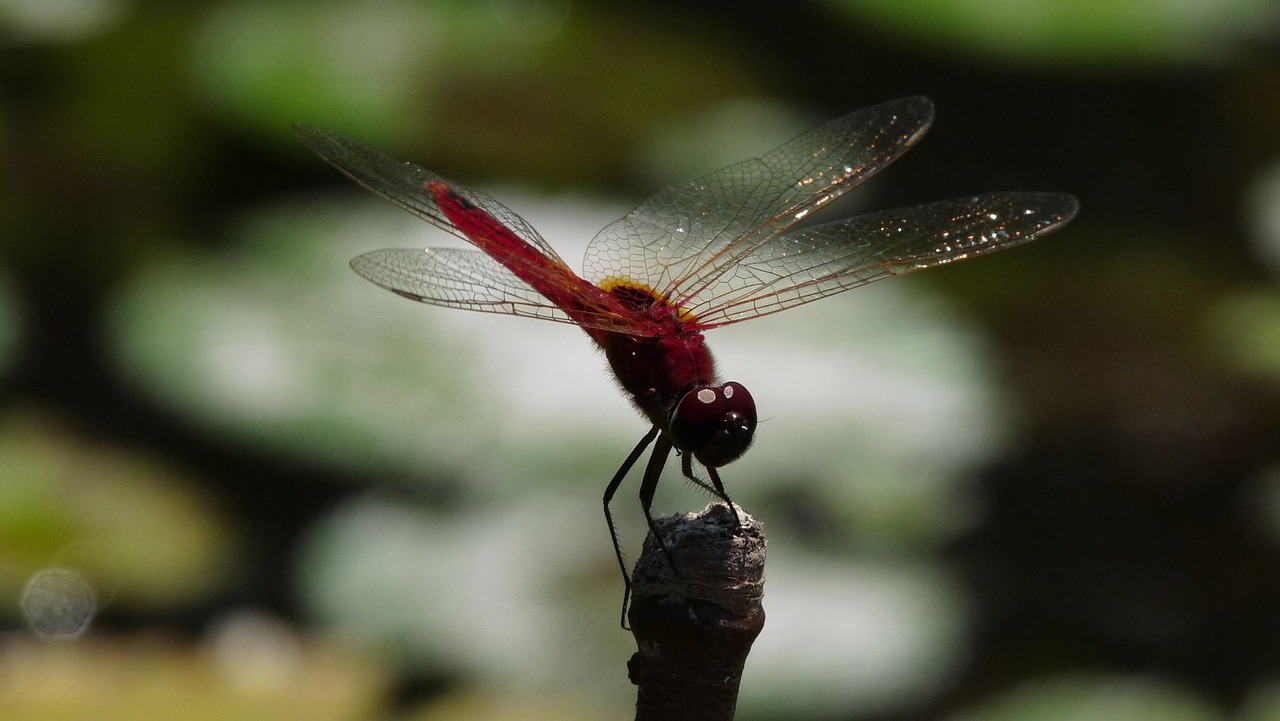 dragonfly insect nature free photo