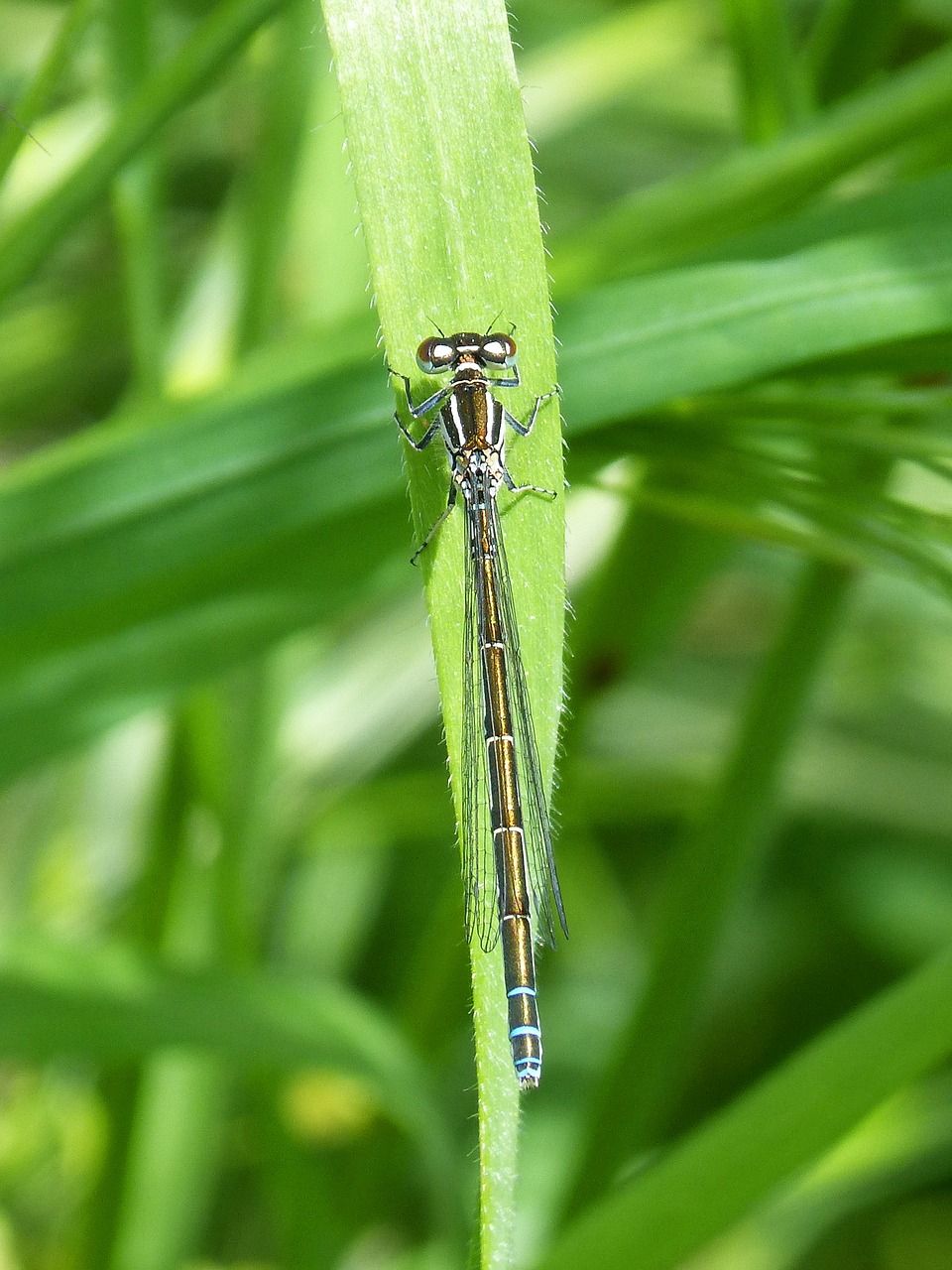 dragonfly damselfly flying insect free photo