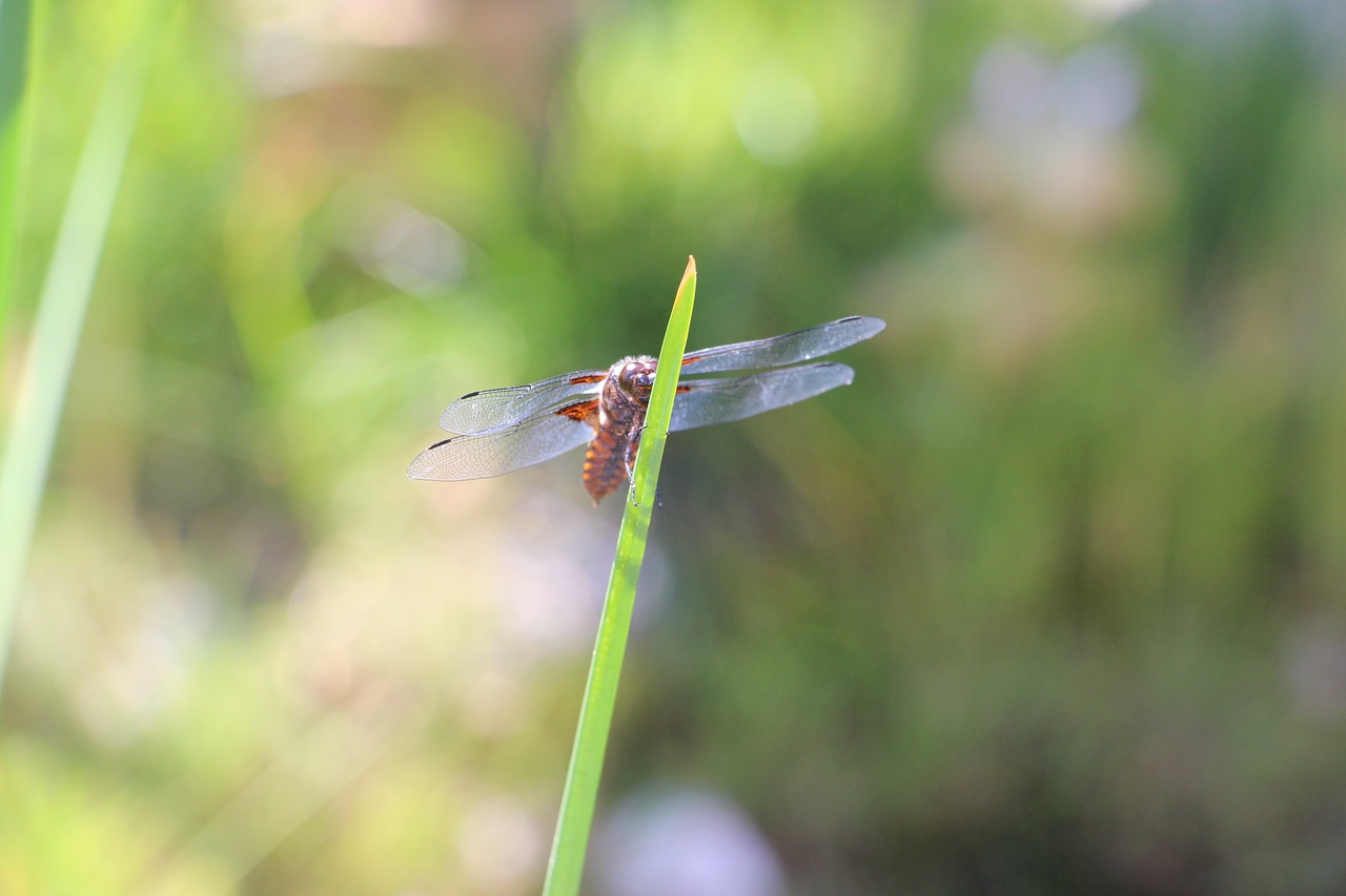 dragonfly lake summer free photo