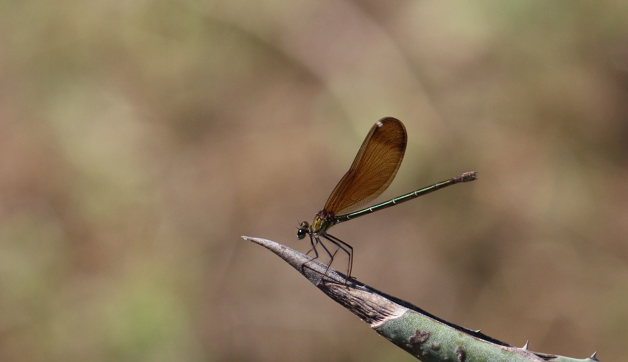 dragonfly bug wings free photo