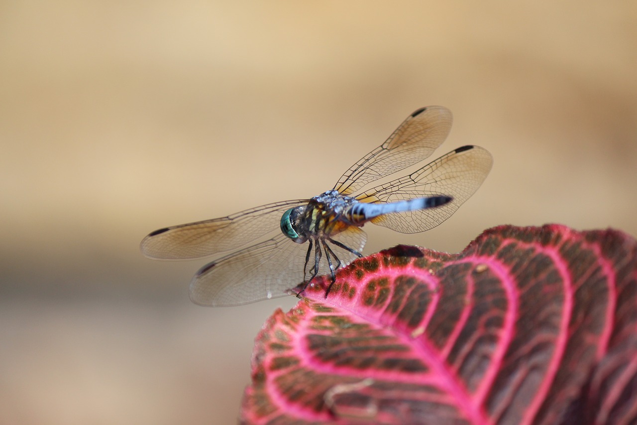 dragonfly insect nature free photo