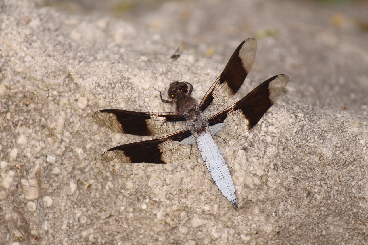 dragonfly insect nature free photo