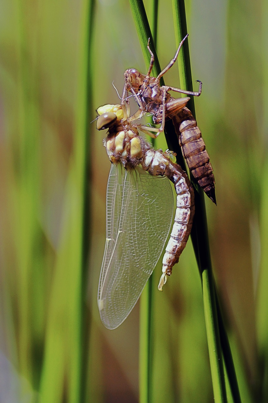 dragonfly birth metamorphosis free photo