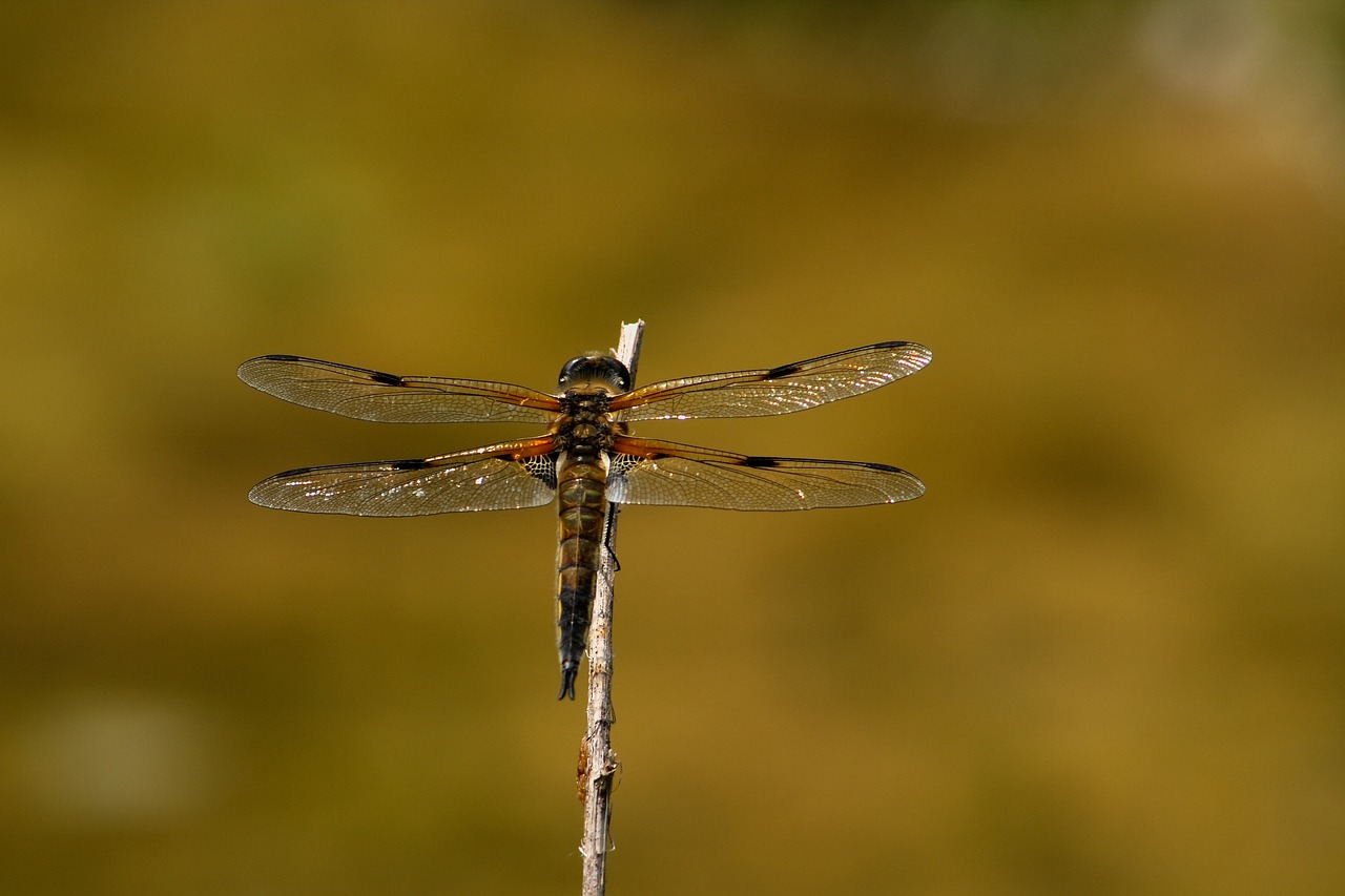 dragonfly insect wing free photo