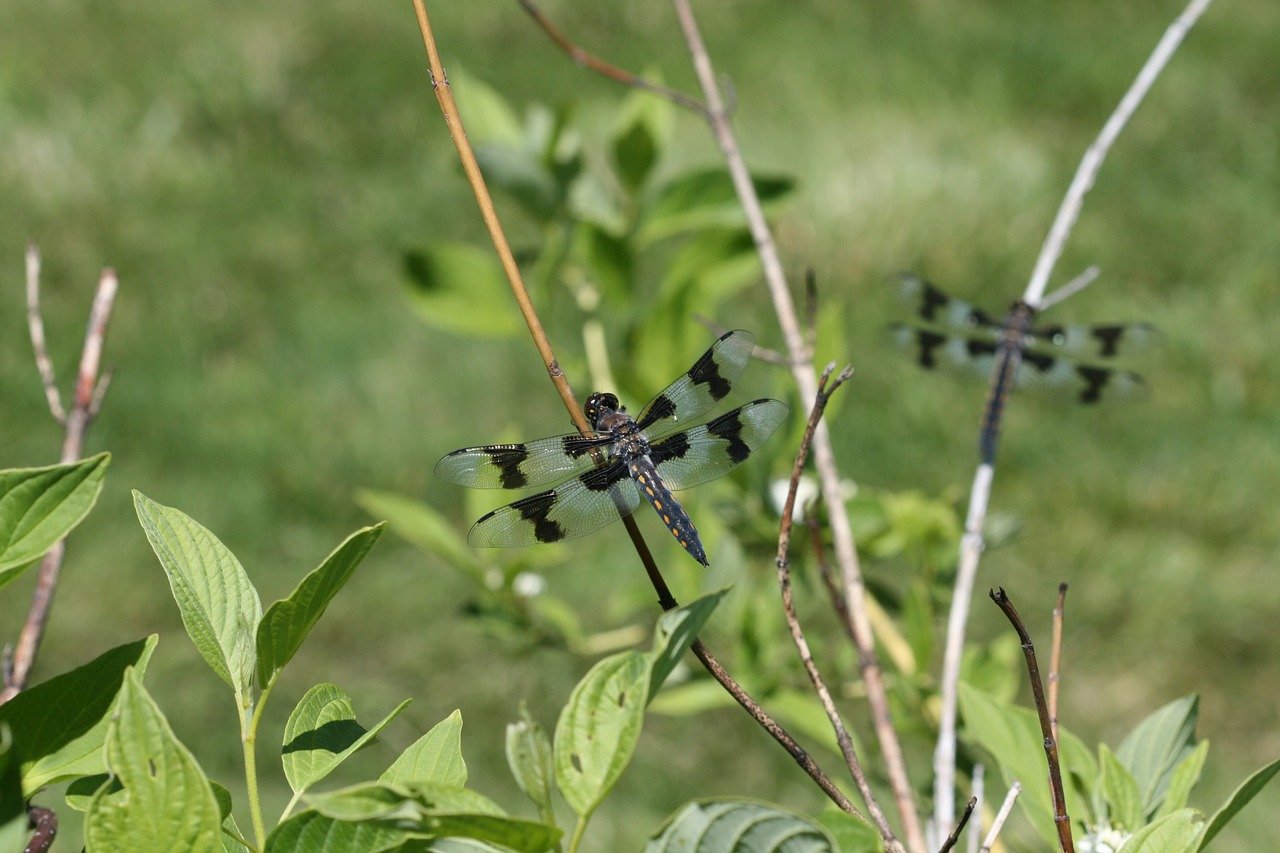 dragonfly nature insect free photo