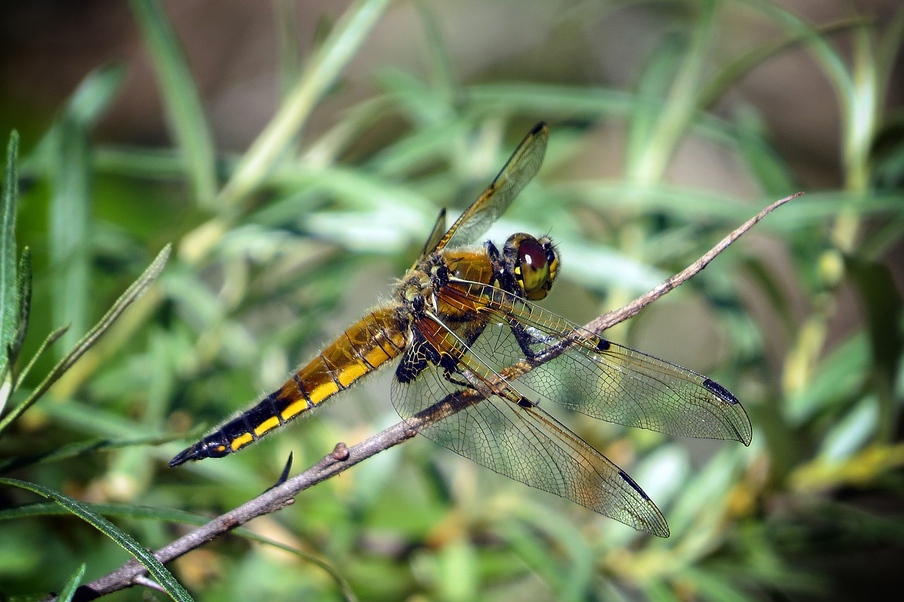 dragonfly insect lake free photo