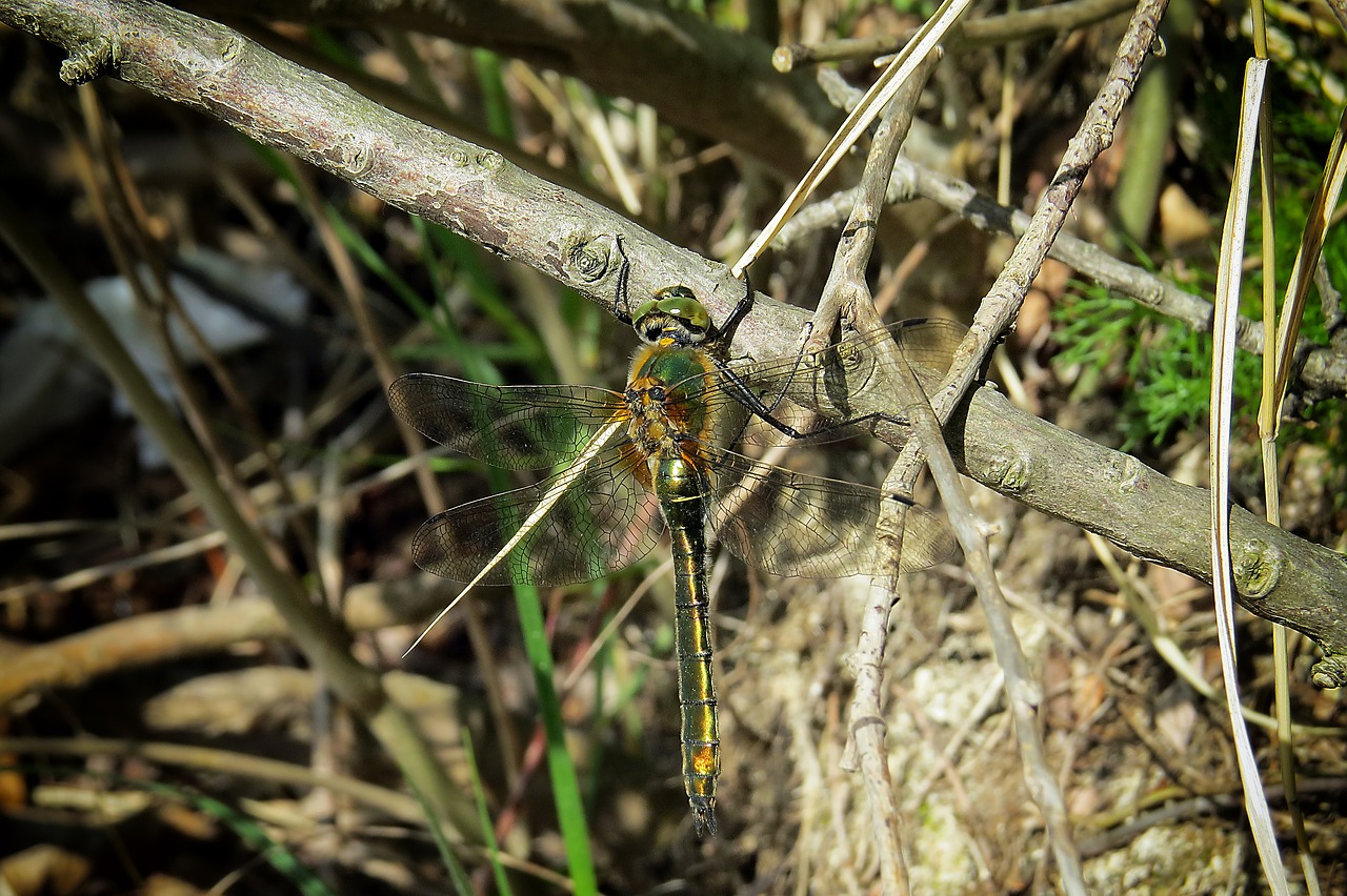 dragonfly insect lake free photo