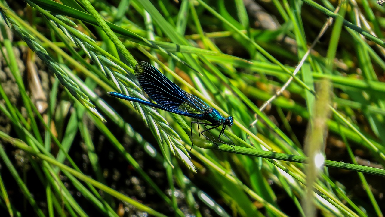 dragonfly insect national sanctuary tabaconas free photo