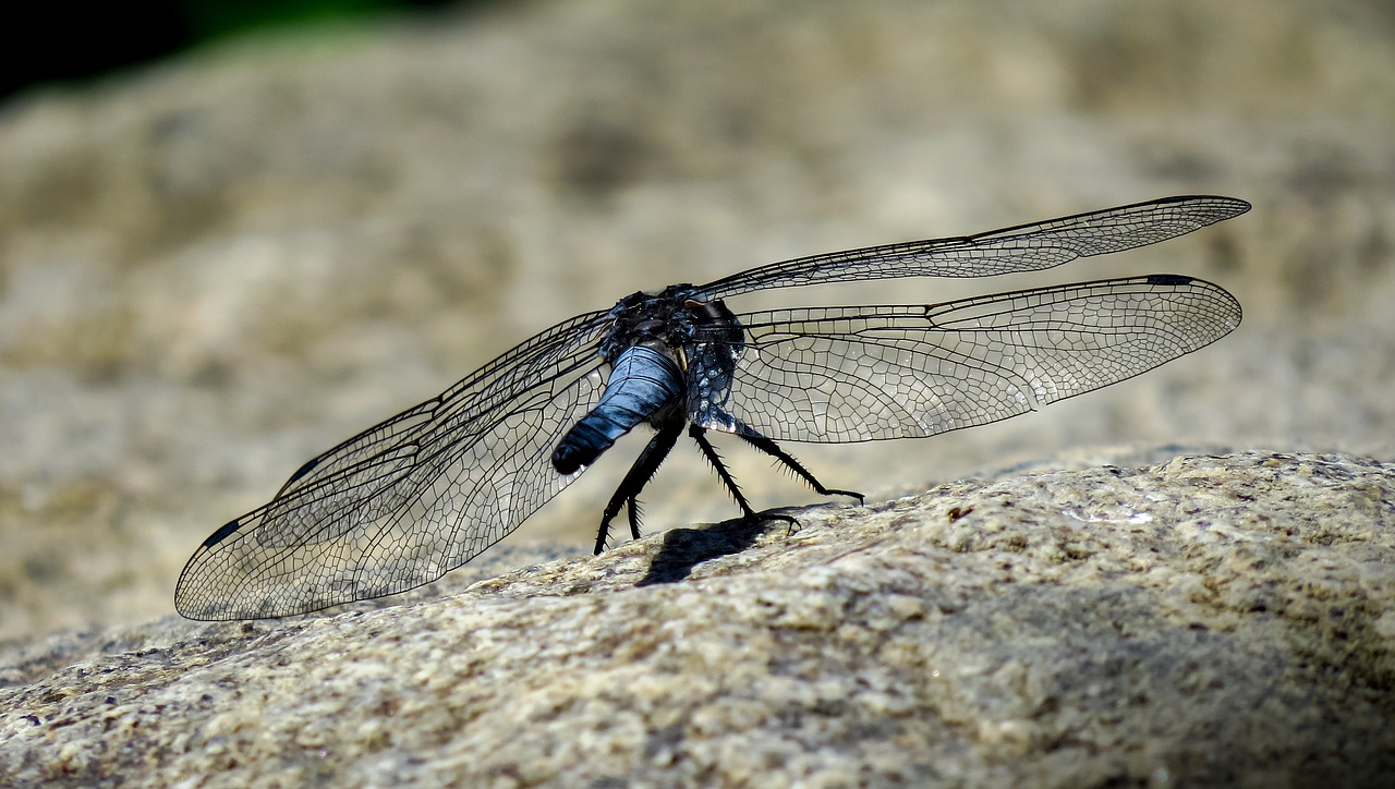 dragonfly insect close free photo