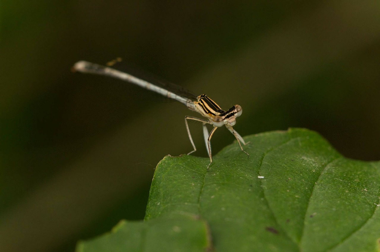 dragonfly leaf close free photo