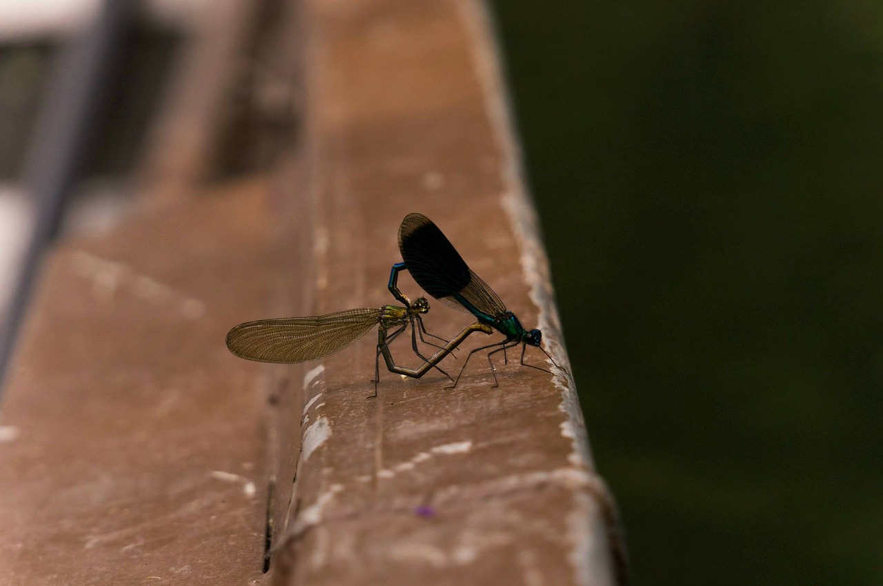 dragonfly pairing nature free photo