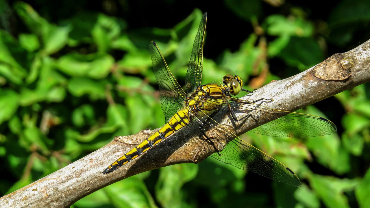 dragonfly macro nature free photo