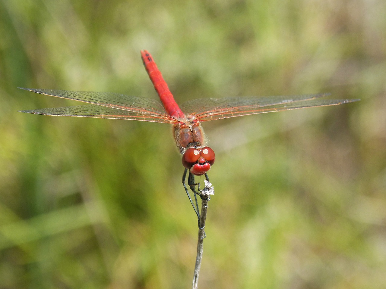 dragonfly erythraea crocothemis red dragonfly free photo