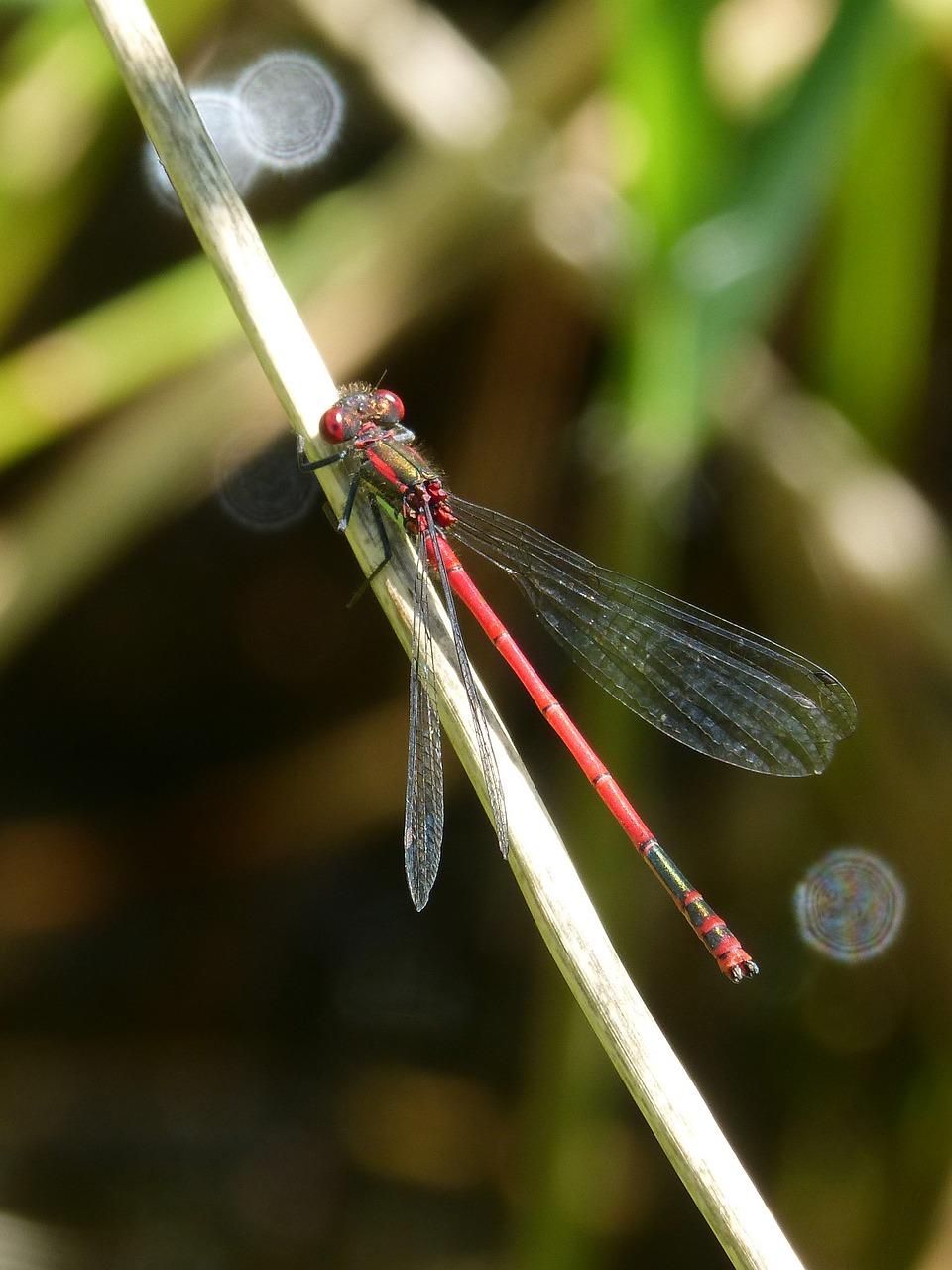dragonfly stem pond free photo