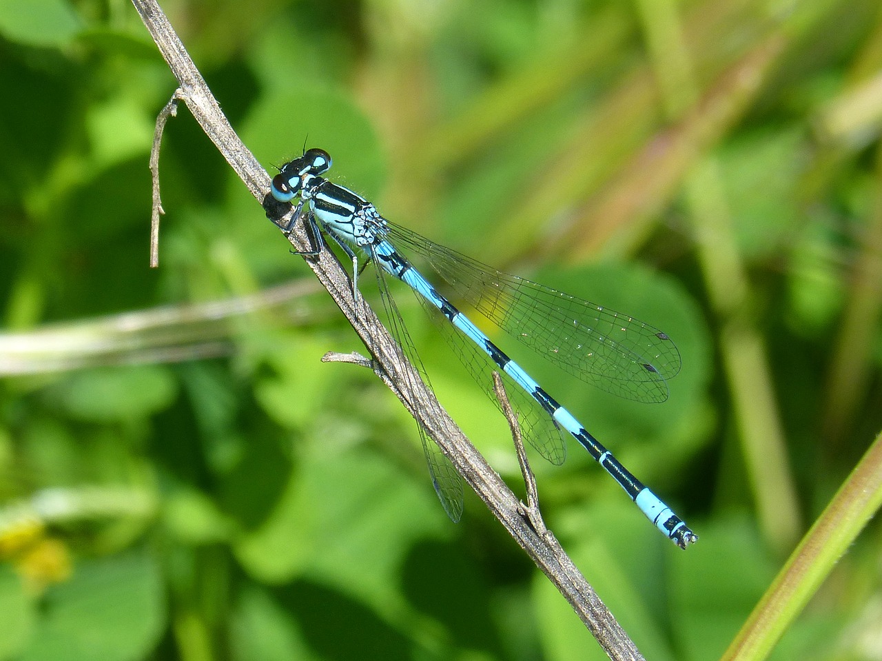 dragonfly blue dragonfly coenagrion hastulatum free photo
