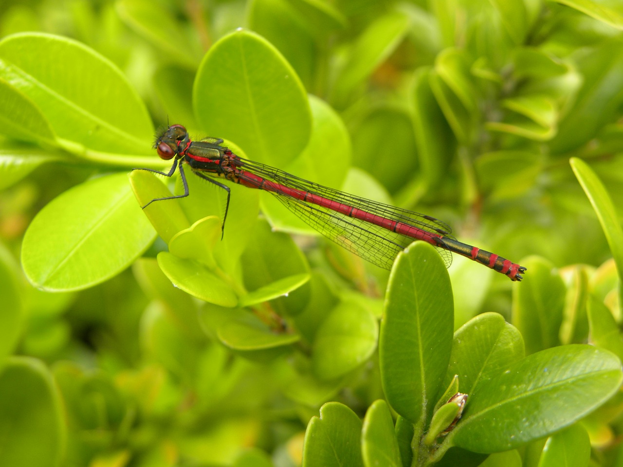 dragonfly vuurjuffer bug free photo